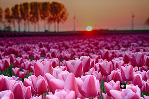 Roze tulpen in het veld tijdens de zonsondergang. De zonsondergang geeft de tulpen een mooie gloed. De tulpen hebben een wit/lichtroze randje.